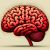 Obesity’s impacts  on our  Brain, Dementia, & Fertility
